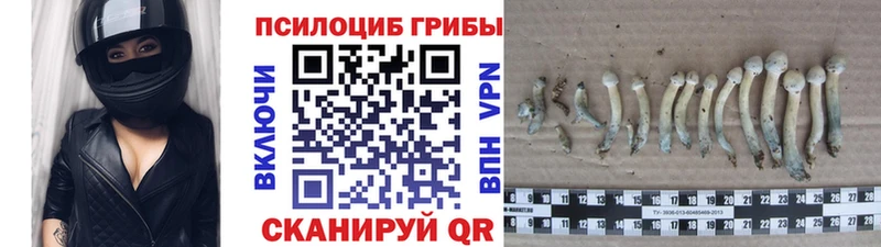 Купить  Андреаполь  Галлюциногенные грибы Cubensis 